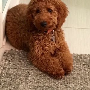 Meet your Posher, Desiree